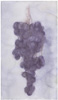Sarjasta Rypäleitä / From a series of Grapes, 2009, 33 x 19 cm 